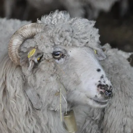 't Verloren Schaap * ダンメ